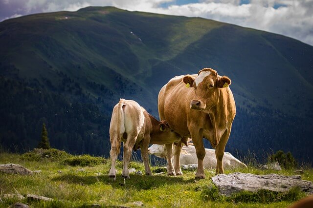 diferencias entre carne de buey o vaca envejecida